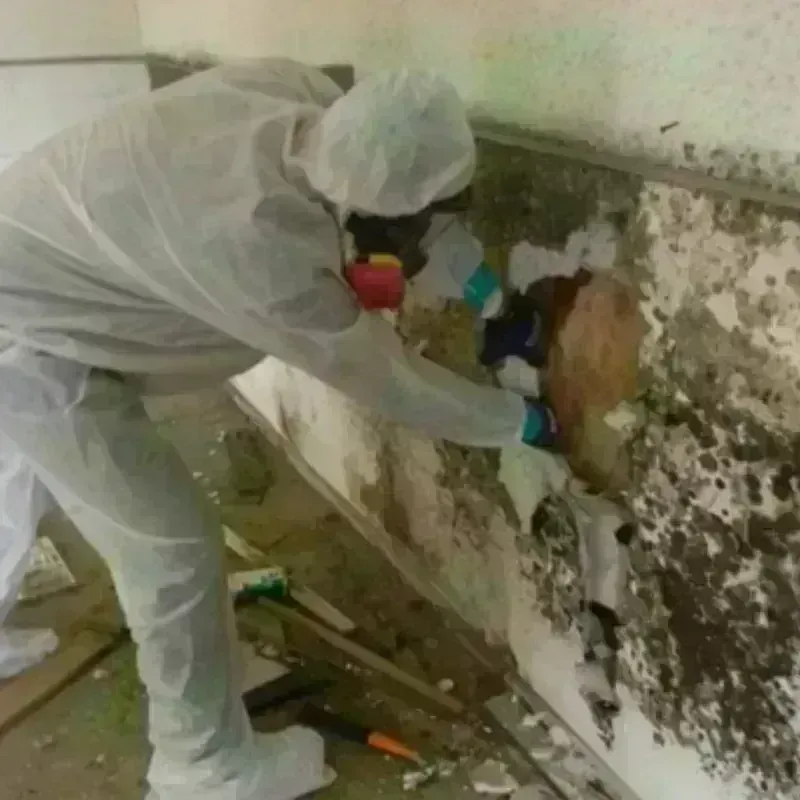 Mold Remediation and Removal in Port Orchard, WA